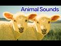 Cute Animal Sounds for Toddlers 🦆 |  Farm Animal Sounds | Goose, Duck, Cow, Sheep, Goat, Horse