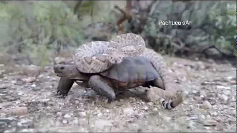 A rattlesnake hitching a ride on a tortoise