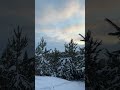 Christmas #christmas#snow#forest#рождество#зима