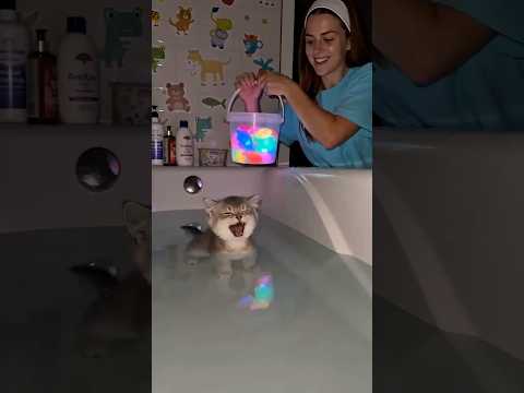 Crazy cute cat