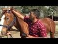 Bien Argentino - Cómo se tusa un caballo de polo