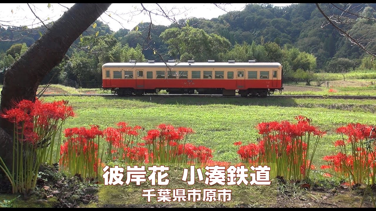 石神の彼岸花と小湊鉄道 千葉県市原市 年9月30日 Red Spider Lily And Kominatorailway Youtube 石神の彼岸花と小湊鉄道 千葉県市原市 年9月30日 Red Spider Lily And Kominatorailway Youtube