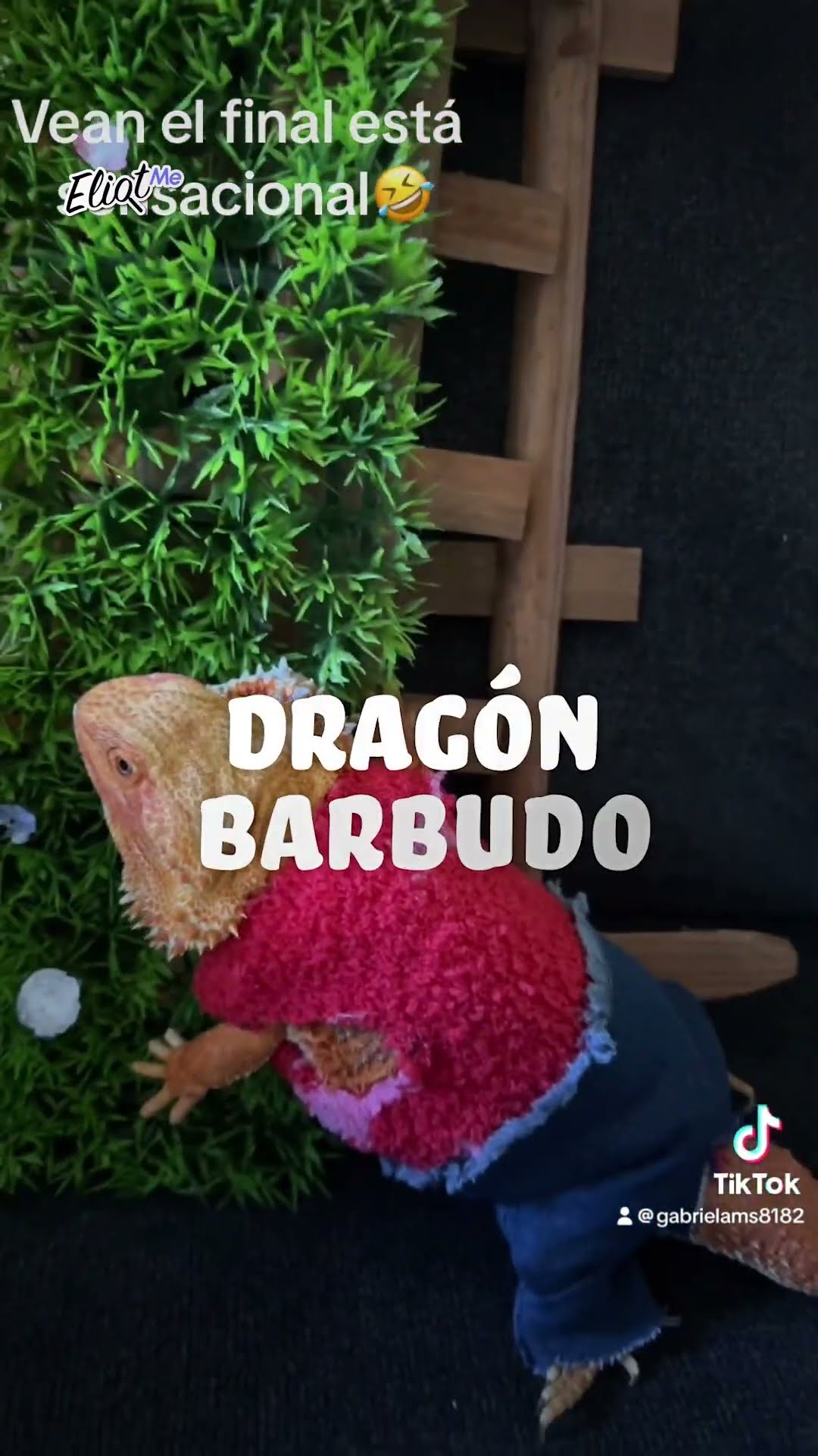 LAS MASCOTAS MÁS EXÓTICAS DE INTERNET #shorts