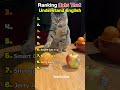 When Cats Understand English... Too Well 😻