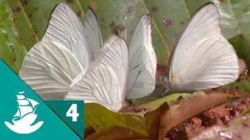 Order and chaos (Part 4/5)