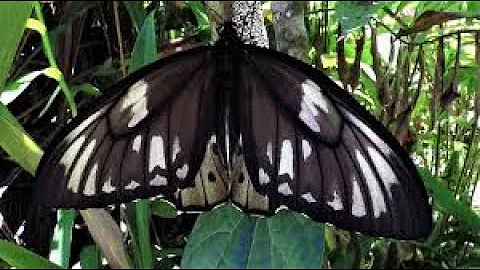 Giant birdwing transforms from caterpillar to cocoon to butterfly