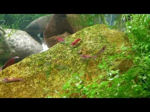 how-to-predict-when-red-cherry-shrimp-will-give-birth-(all-neocaridina-species-)
