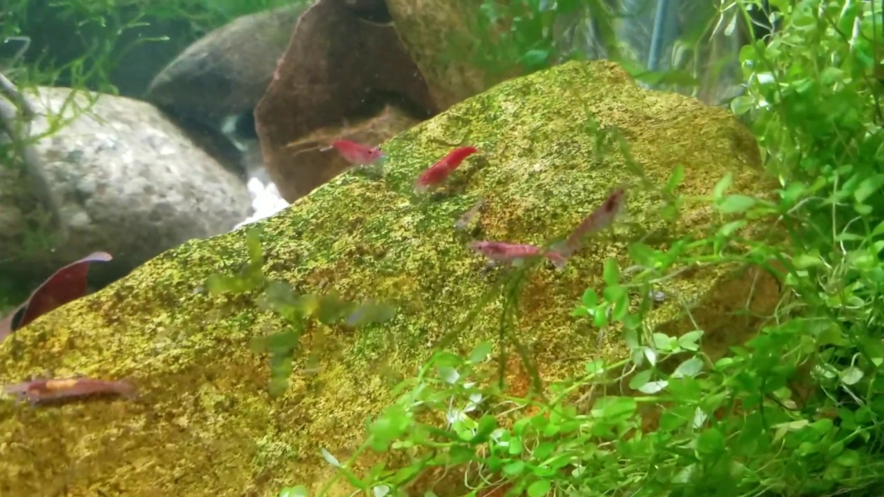 How to Predict When Red Cherry Shrimp Will Give Birth (All Neocaridina Species ) - YouTube