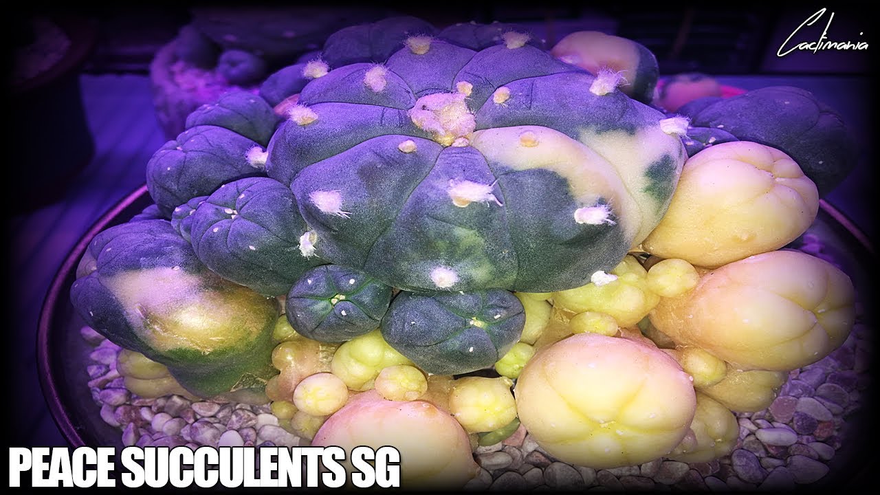 Visit to Peace Succulents SG - Cactus & Succulent Nursery 