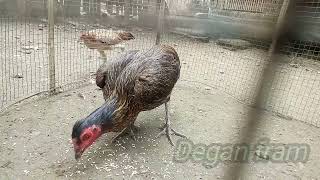 Birma Morenabirma Gostan Ayam Bahan Pencetak Atret Timpuk Anti Lock