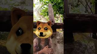 Nhận nuôi chú chó tài năng - Adopt a talented dog🥰😱🐶👏🐻❄️#shorts #cute #dog