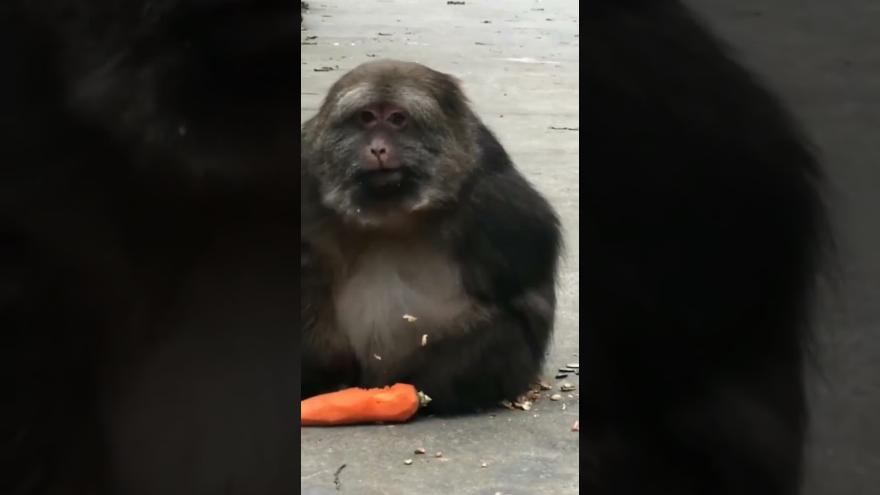 wise monkeys are scarce