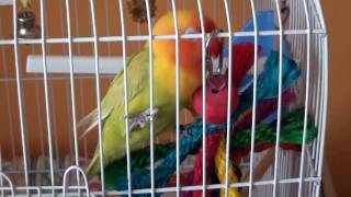 Agais Fischeri Tori Full Hd Test Good Light Conditions