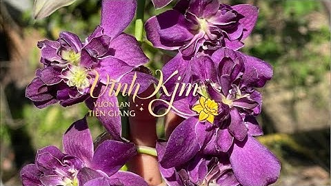 ĐỒNG TIỀN HỒNG CHUỐI VŨ NỮ HỒ ĐIỆP☎️0903177978