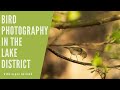 Bird Photography at Sunrise - in the Lake District