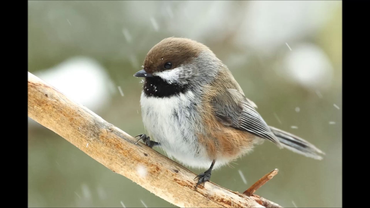 kicauan Black Capped Chickadee cocok untuk masteran 