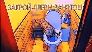 Кот на унитазе. Очередь в туалет :) Кот на унитазе. Очередь в туалет :)