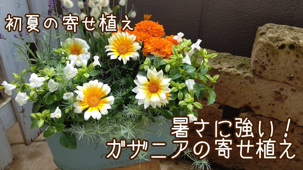 初夏の寄せ植え 暑さに強い ガザニアの寄せ植え Youtube 初夏の寄せ植え 暑さに強い ガザニアの寄せ植え Youtube