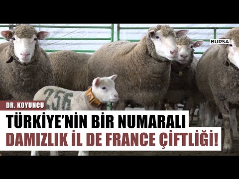 Türkiye'nin 1 Numaralı Damızlık İl De France Koyun Çiftliği | Dr. Koyuncu Arşiv