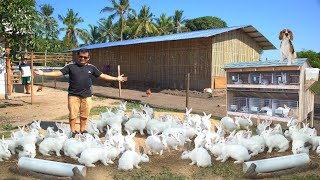 RABBIT FARMING│The modern method of breeding & raising rabbits on ground