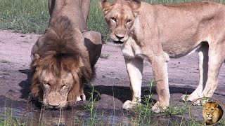 Beautiful Mayambula Male Lion Entertains Two Young Sweni Lionesses