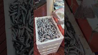 Рыбный рынок в Турции.  Какая есть рыба в Средиземном море.