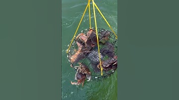 Excellent Crab opener in Puget Sound! The best we’ve experienced yet!