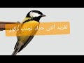 تغريد انثى حداد لتحفيز ذكور على تغريد 