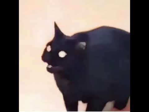 black-cat-dank-meme-vine