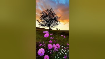 تلاوة عطرة للقارىء الشيخ أحمد العجمي ||سورة الغاشية