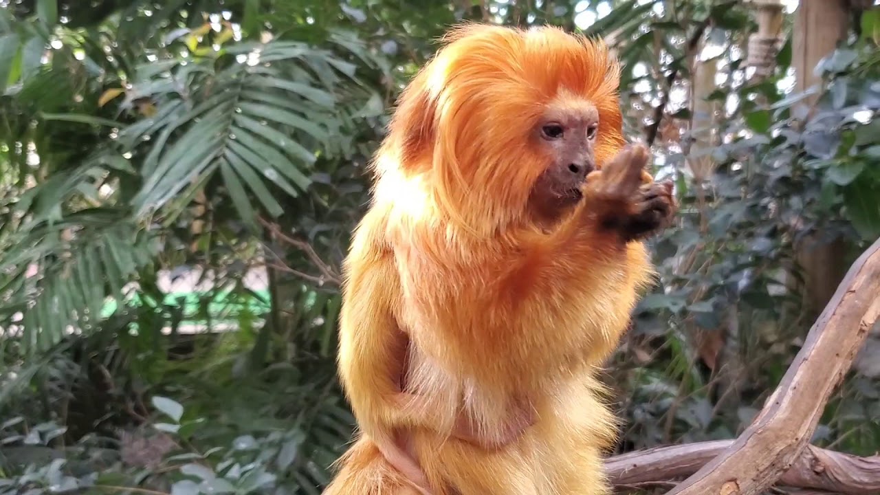 RWP ZOO WELCOMES A NEW GOLDEN LION TAMARIN BABY