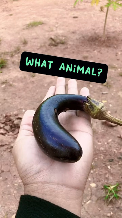 Guess what animal this eggplant 🍆 will turn into?