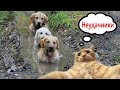 ПРИКОЛЫ С КОТАМИ! Самая смешная озвучка животных! Смешное видео с котами, котятами и собаками!