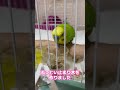 ぴーちゃん右足が微力になりました🫧