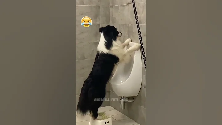 Cute Dog 🐕Trying to Pissing on Toilet 😂 #shorts
