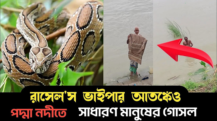 রাসেল ভাইপার আতঙ্কেও পদ্মা নদীতে গোসল || রাসেল ভাইপার | Russell's viper | সাপ | Russell viper bite