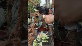 Let's make diy hanging planter or trellis #homegardenideas #gardenideas #plantmom