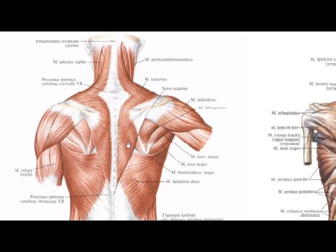 Video: Mushaklarning Shikastlanishidan Tiklanish