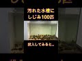 汚れた水槽にシジミ100匹入れてみると...#shorts #アクアリウム #水槽 #aquarium
