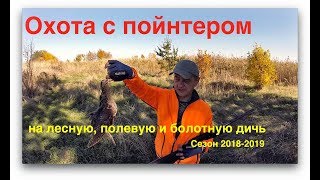 Охота с пойнтером по перу. Сезон 2018-2019. Hunting with a pointer. Season 2018-2019.