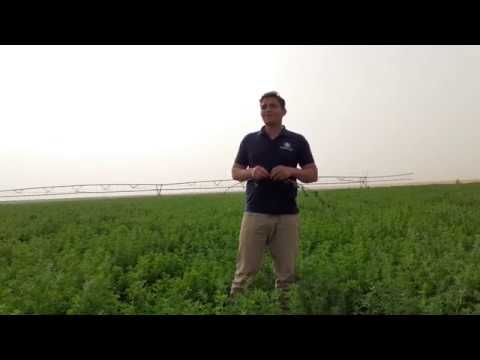 فيديو: خصائص مفيدة وزراعة البرسيم