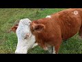 LO QUE UN BUEN GANDERO DEBE SABER - GANADERIA EL RANCHO - RIOJA-PERÚ 🐄🐃🐂🐮