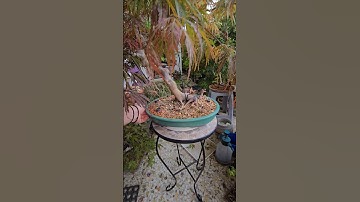 Pruning a japanese maple dissectum Garnet bonsai.