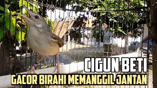 Suara Cigun Betina Gacor Birahi Memanggil Jantan .Efektif buat cigun manapun agar cepat nyaut