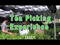 Experience2023 tea picking experience in samurai chajins field