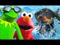 Kermit the Frog, Elmo, and Puppy go Swimming!
