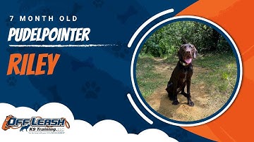 Pudelpointer Training Blacksburg | Pudelpointer Dog Training Video