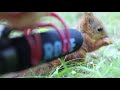 I put my microphone in front of a 7 week old baby red squirrel