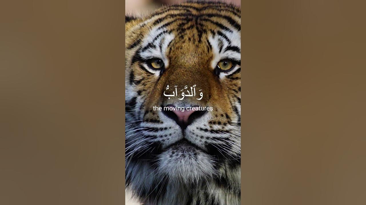 Powerful recitation of Surah Al- Hajj Ayah 18 by Yasser al Dossari