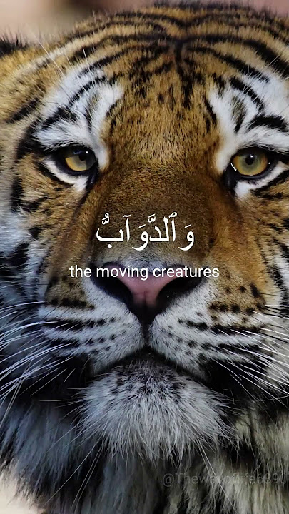 Powerful recitation of Surah Al- Hajj Ayah 18 by Yasser al Dossari